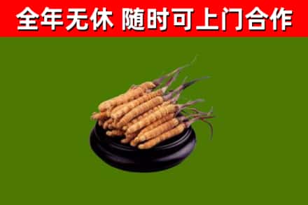 五莲回收冬虫夏草
