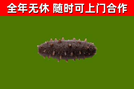 五莲回收海参干